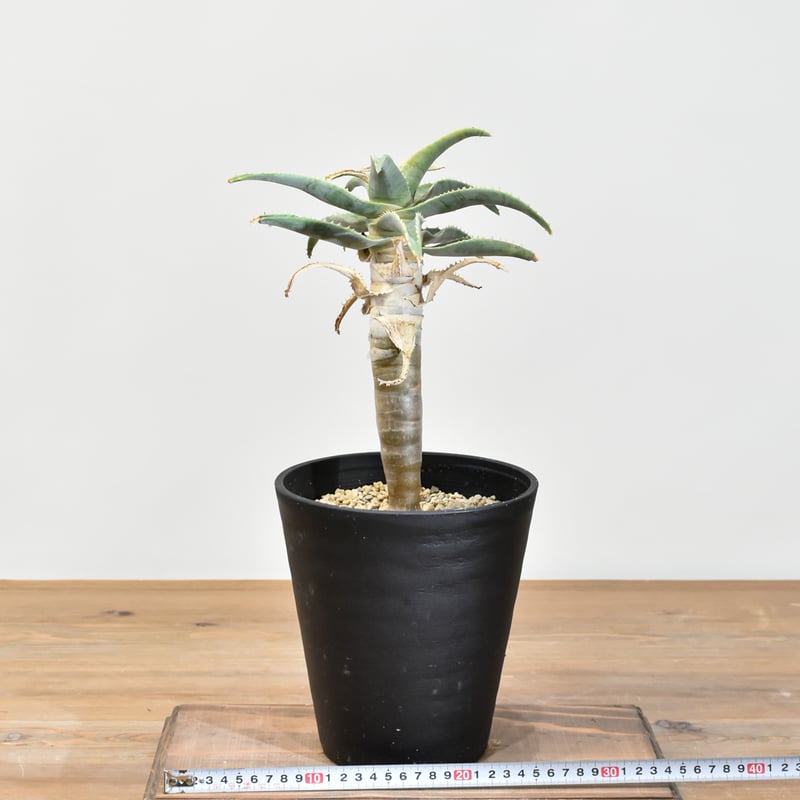 アロエ ピランシー【実生】RF25011361 | RAFLUM / ラフラム｜東京