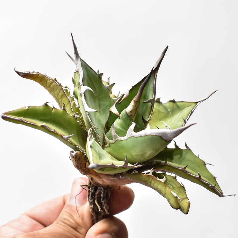 アガベ ハイブリット 