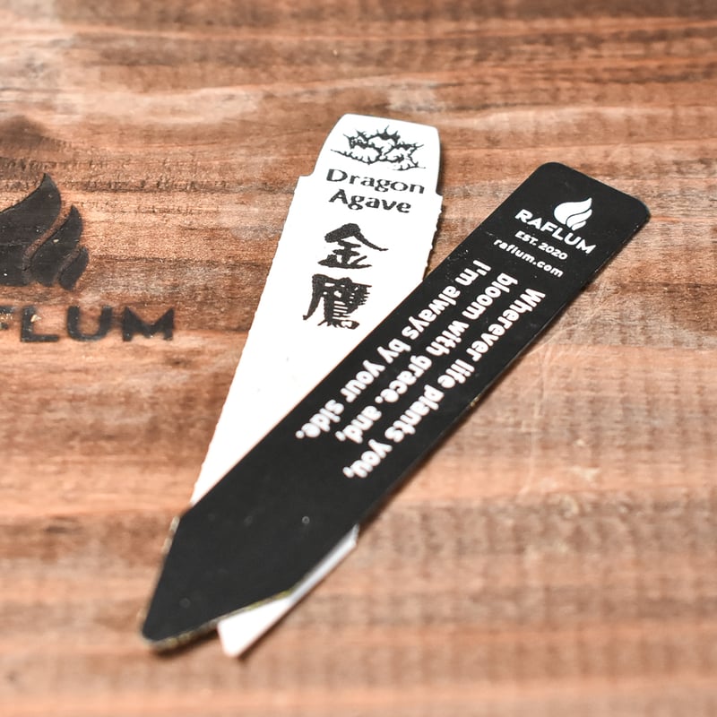 アガベ　チタノタ　金鷹 アガベ チタノタ 金鷹【29】 | PROTOLEAF プロトリーフ