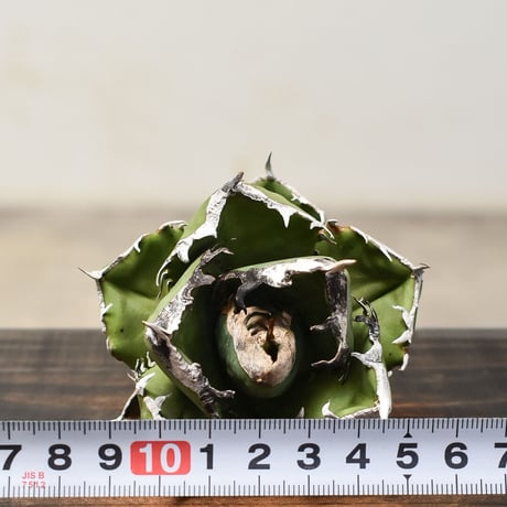 アガベ チタノタ 南アフリカダイヤモンド  "SAD/南非白鑚石" 【台湾産/抜き苗販売】RF231838A