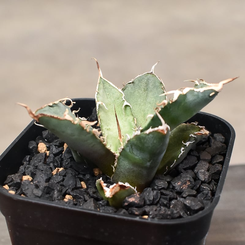 アガベ チタノタ 