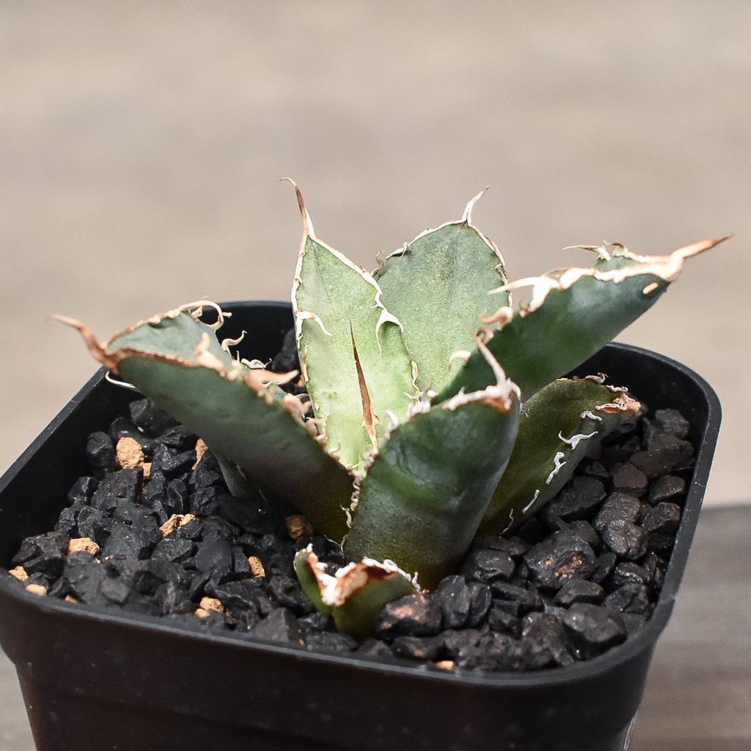 アガベ チタノタ 