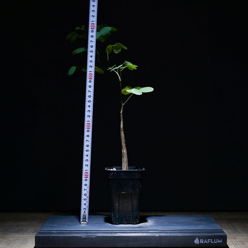 デロニクスプミラ デロニクス・プミラ | 多肉植物・特別な鉢の販売 | トーキー | TOKY