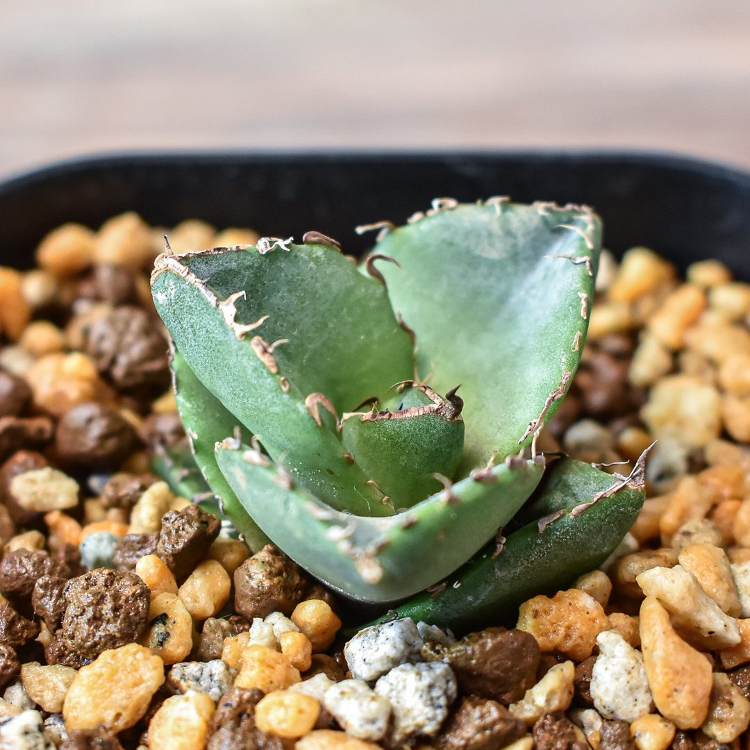 アガベ チタノタ 