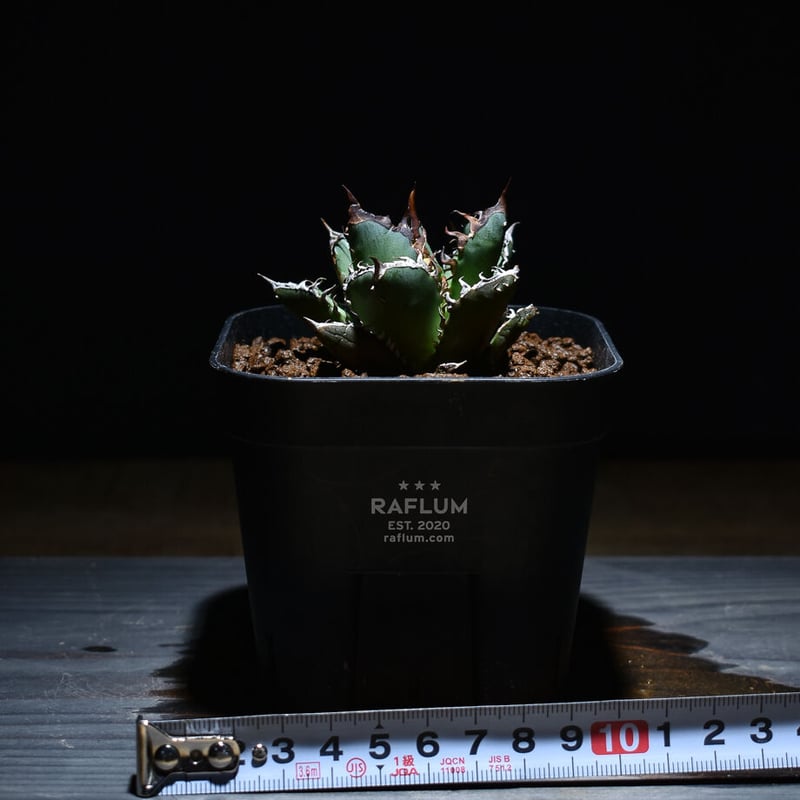 アガベ チタノタ 