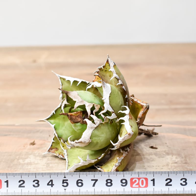 Agave titanota【紅猫】親株販売 アガベ チタノタ 