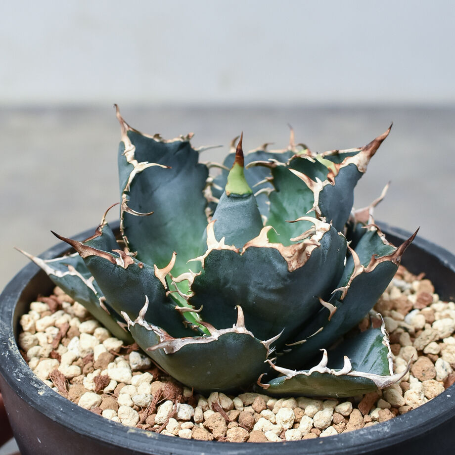 アガベ チタノタ 白鯨 (02) アガベ チタノタ fo076 Agave titanota アガベ チタノタ 白鯨 (02) アガベ チタノタ fo076 Agave titanota