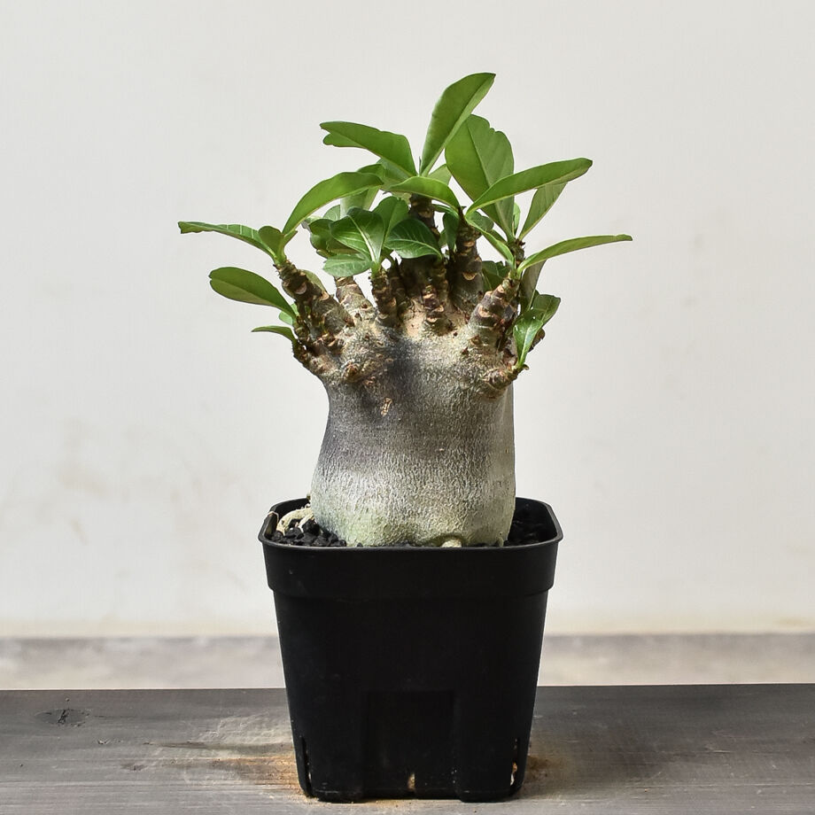 a23 アデニウム スーパードワーフ 塊根植物 コーデックス アラビカム a59 アデニウム スーパードワーフ 塊根植物 コーデックス