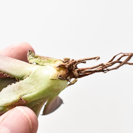 アガベ チタノタ  DENNIS040 "キングアーサー同血統"  【台湾産/抜き苗/子株】B DS2400521