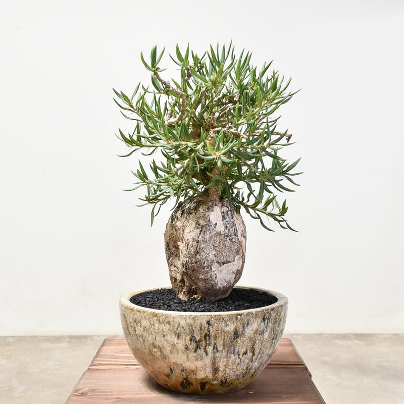 塊根植物 コーデックス　パキポディウム　ビスピノーサム　現地株 パキポディウム ビスピノーサム 実生 塊根 コーデックス - メルカリ