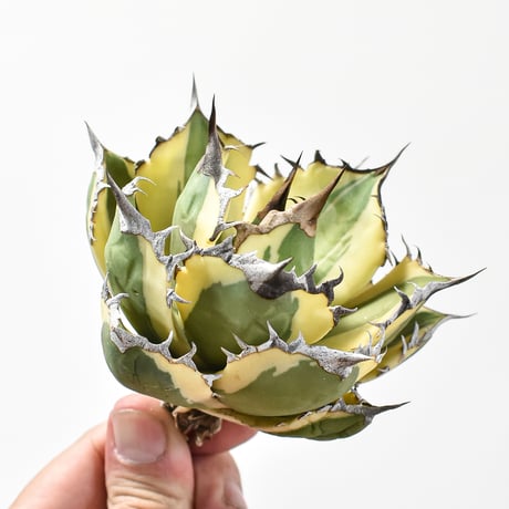 アガベ チタノタ スナグルトゥース "暴牙"【台湾 dragon agave産/中株/抜き苗販売】C DG2402827(T)