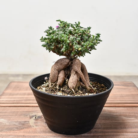 トリコディアデマ　ミラビレ　模様木 トリコディアデマ ミラビレ 抜き苗 - メルカリ