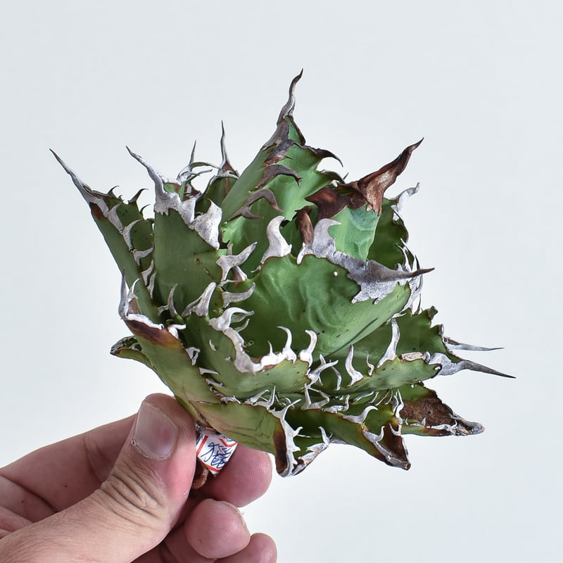 アガベ チタノタ 獵豹/チーター(子株付き) Berlin産 アガベ チタノタ チーター 