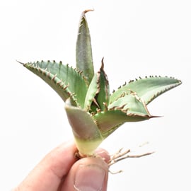 5月29日(木)20:00~】台湾ヤンチェンの白妖TCを一挙販売！さらにヤン