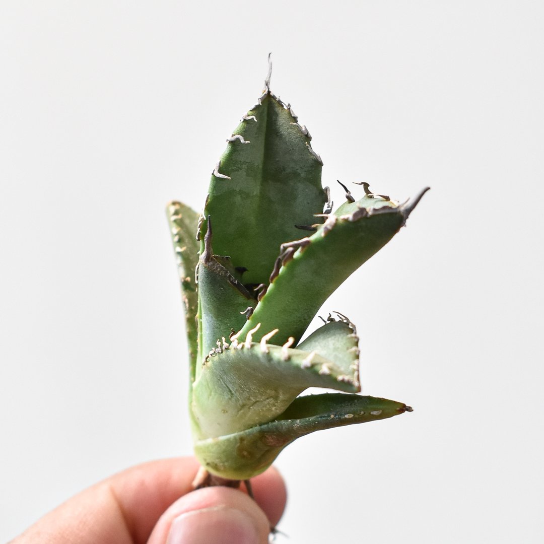 アガベ チタノタ 