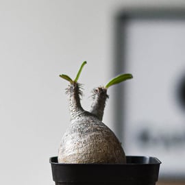 可愛いチビグラキリス入荷！ | RAFLUM / ラフラム｜東京、大阪の