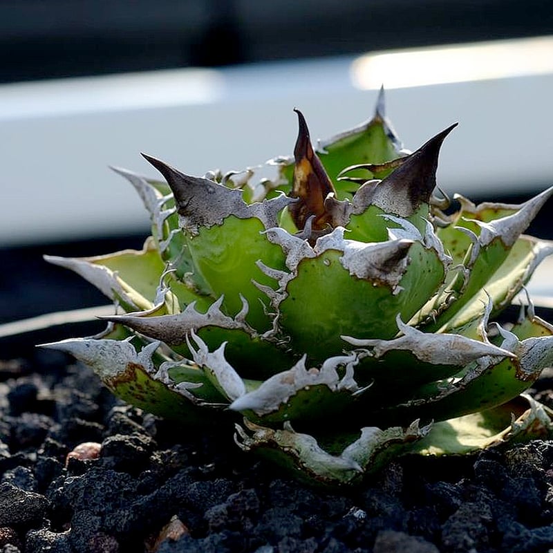 アガベ チタノタ 