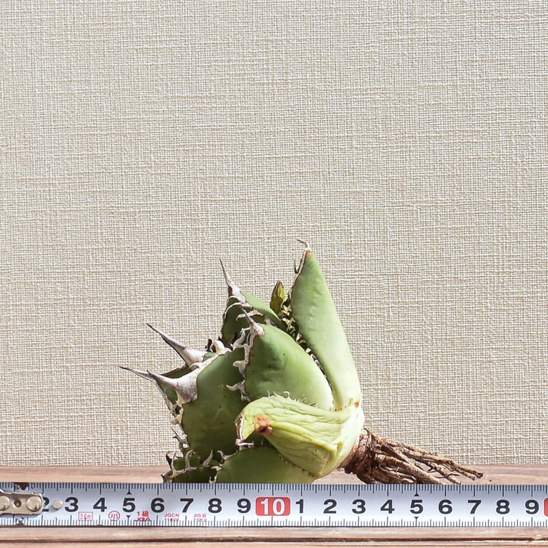 アガベ チタノタ 小島白刺 【台湾 dragon agave産/抜き苗/中株