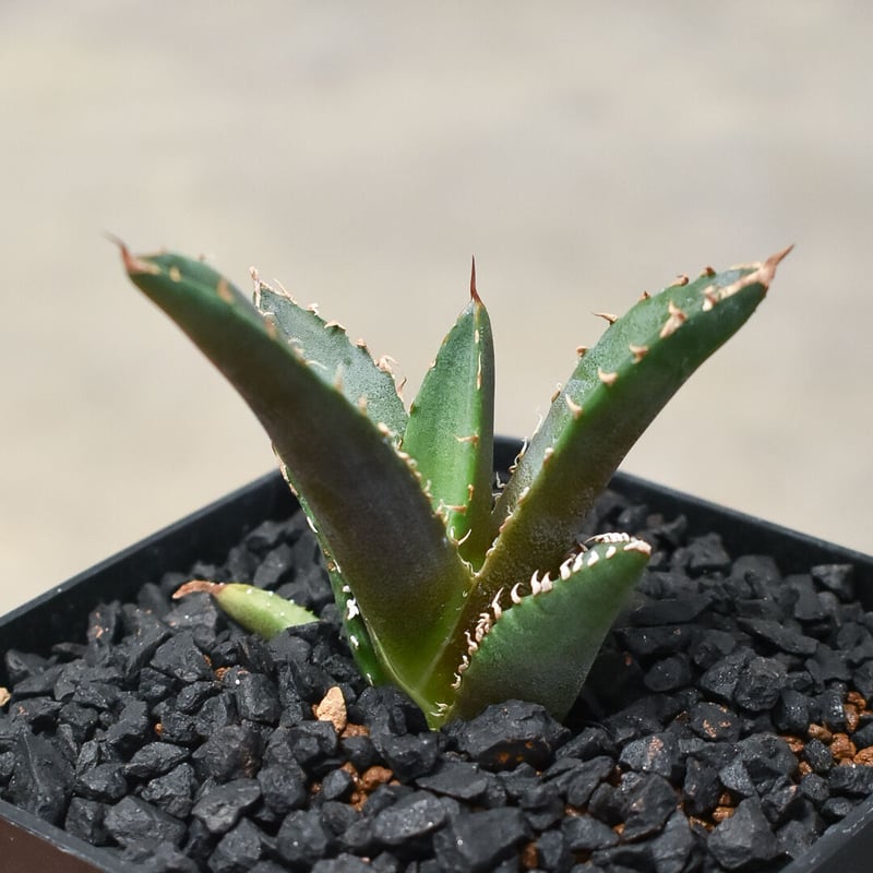 アガベ チタノタ ホワイトファイヤー 