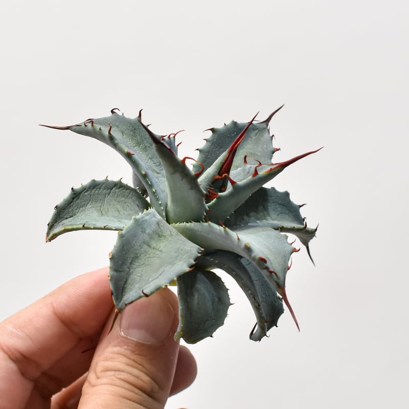 アガベ ハイブリット （パラサナ、イシスメンシス）× 曙光【台湾