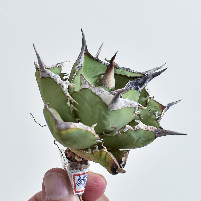 KUSALIFE　アガベ　チタノタ　Berlin血統　毒蛇 KUSALIFE様専用 アガベ チタノタ Berlin血統 毒蛇 - メルカリ