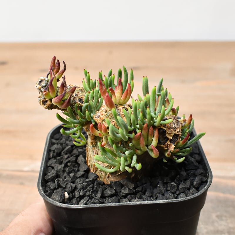 チレコドン ペアルソニー 