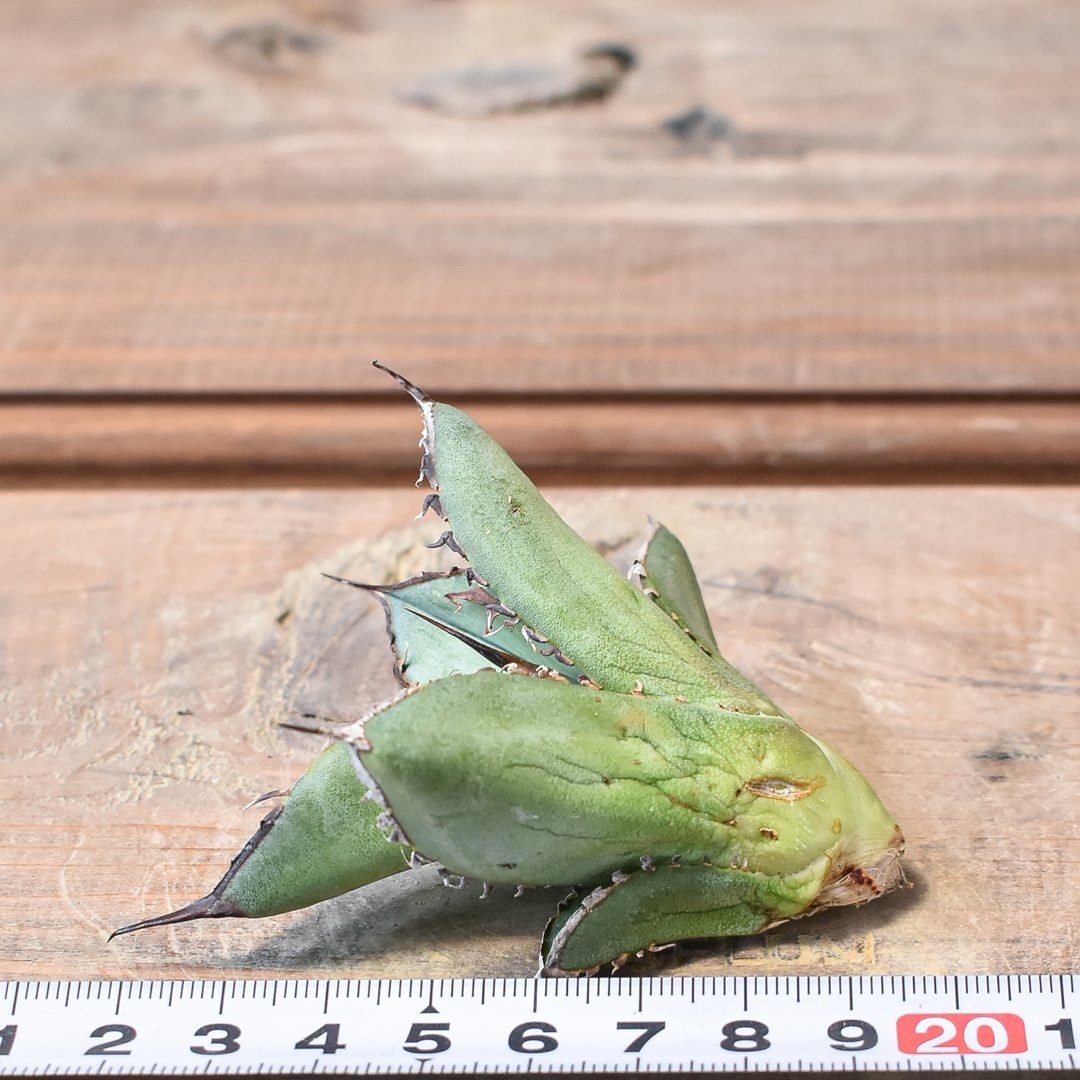 アガベ チタノタ スペード 