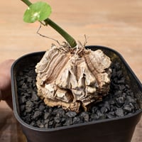 RAFLUMコレクション】アデニア ペチュエリー【現地球/発根済