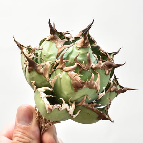 【5CLAW】アガベ チタノタ シーザー / 精品凱撒 【台湾 dragon agave産/中株/抜き苗】DG25010525
