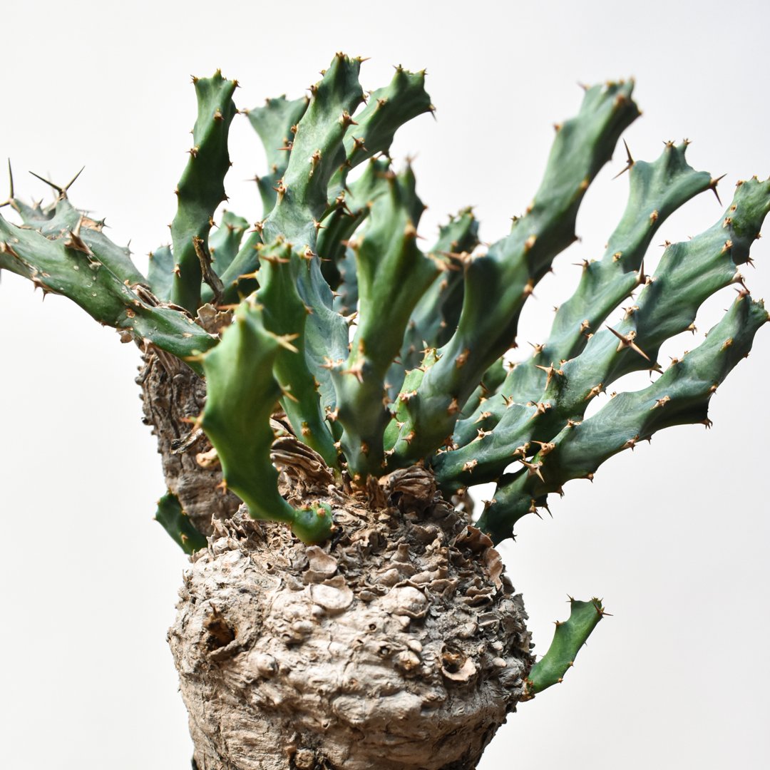 ユーフォルビア クラビゲラ 