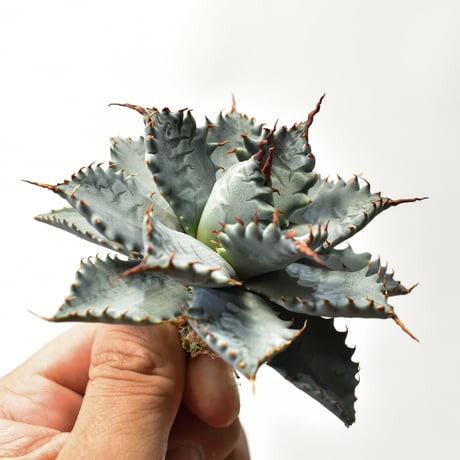 アガベ ハイブリット 特白肌怒雷神×象牙妖炎（陽炎エボリ）【台湾botanical_seeker産/選抜株】RF25011588
