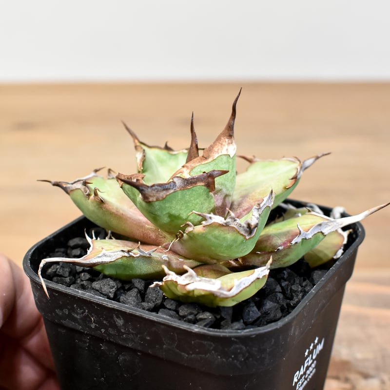 【リヴルさん専用】 アガベ　チタノタ　dennis050 アガベ チタノタ DENNIS043【台湾DENNIS産/発根済み/子株】DN2501002