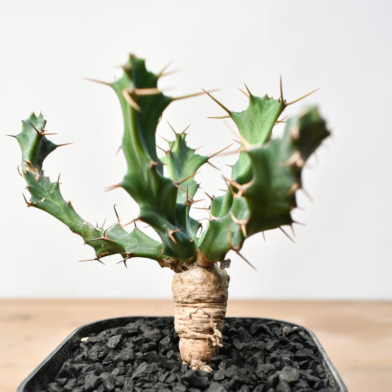 ユーフォルビア クラビゲラ 【実生】 RFHK25011504 | RAFLUM / ラフラ