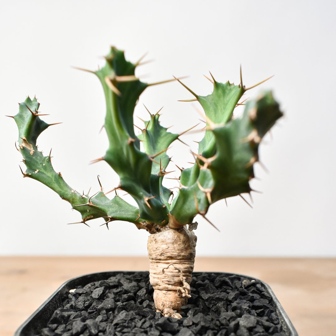 ユーフォルビア クラビゲラ 【実生】 RFHK25011504 | RAFLUM / ラフラ