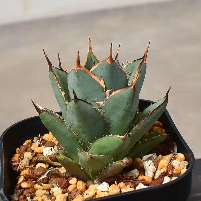 cherry アガベ ピンチラ2株 cherry アガベ ピンチラ2株 アガベ | プランツレター