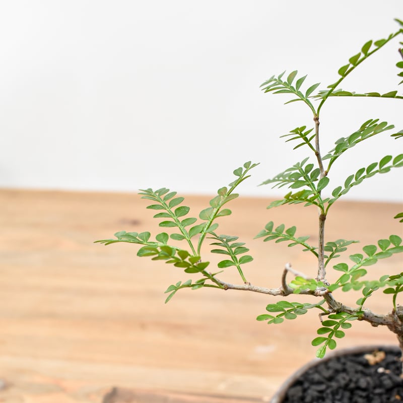 WACK” ON YOUR SIDE】オペルクリカリア パキプス WACK-B077 |