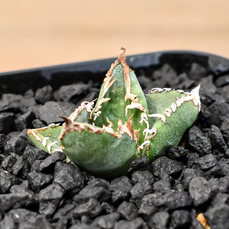 アガベ チタノタ Shi-hao 