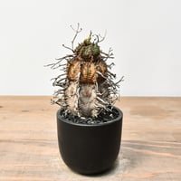 アガベ fo076 old チタノタ　オールド アガベ・チタノタ FO076/オテロイ(芽)005｜agave titanota FO-076