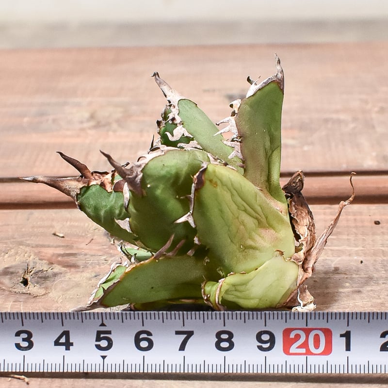 アガベ チタノタ チーター 