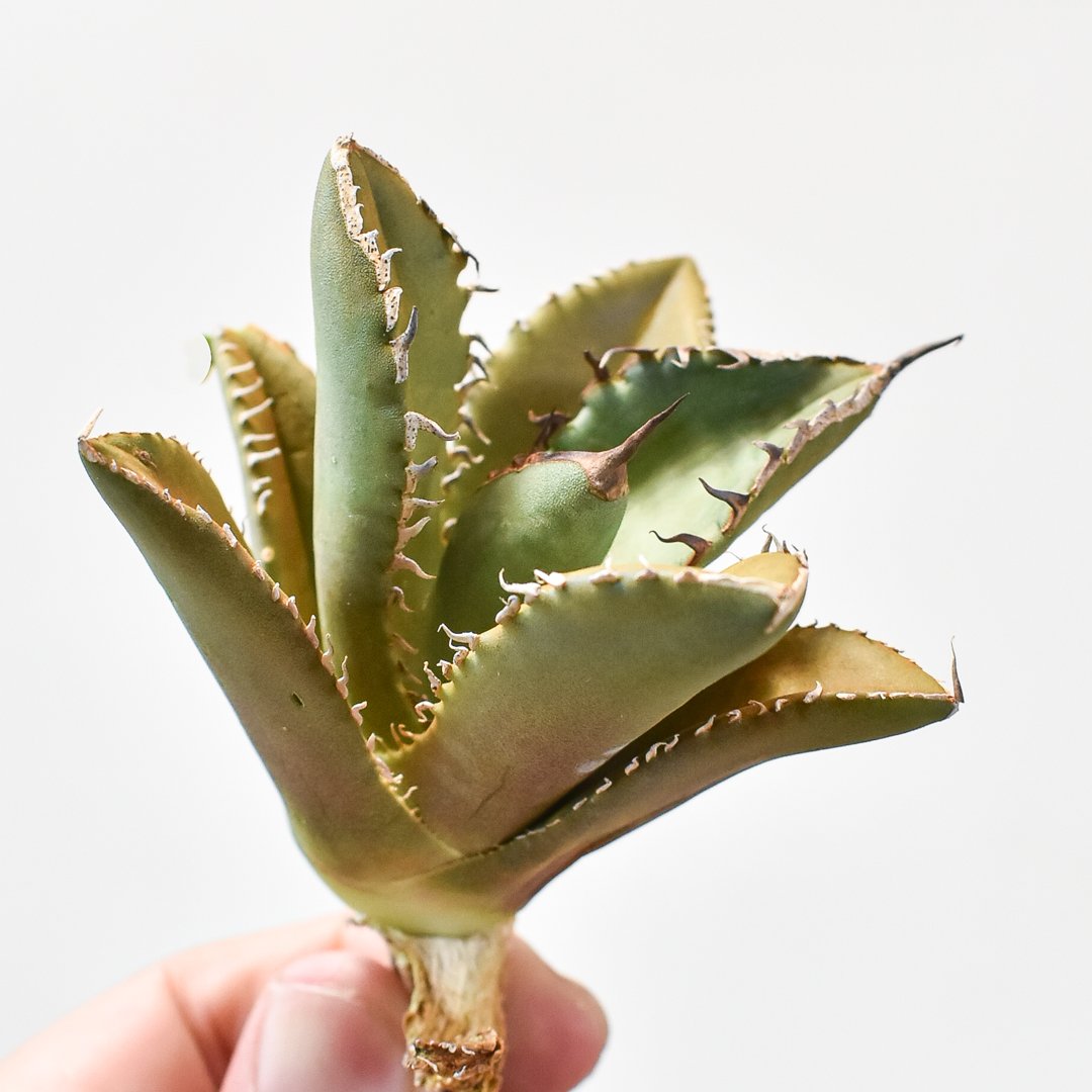 アガベ チタノタ シャークソード 