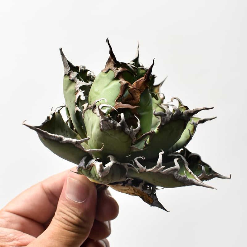アガベ チタノタ 精品シーザー / 精品凱撒 【台湾 dragon agave産/中株