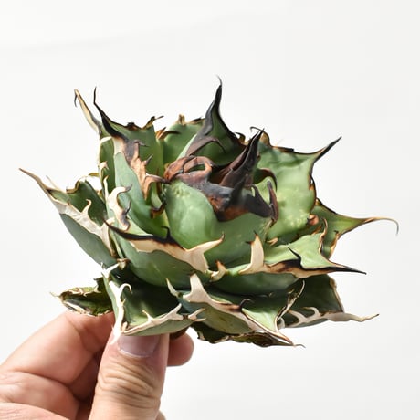 アガベ チタノタ "精品ハデス" / 精品黒帝斯、精品恐竜牙歯 【台湾 dragon agave産/中株/抜き苗】B DG25010347