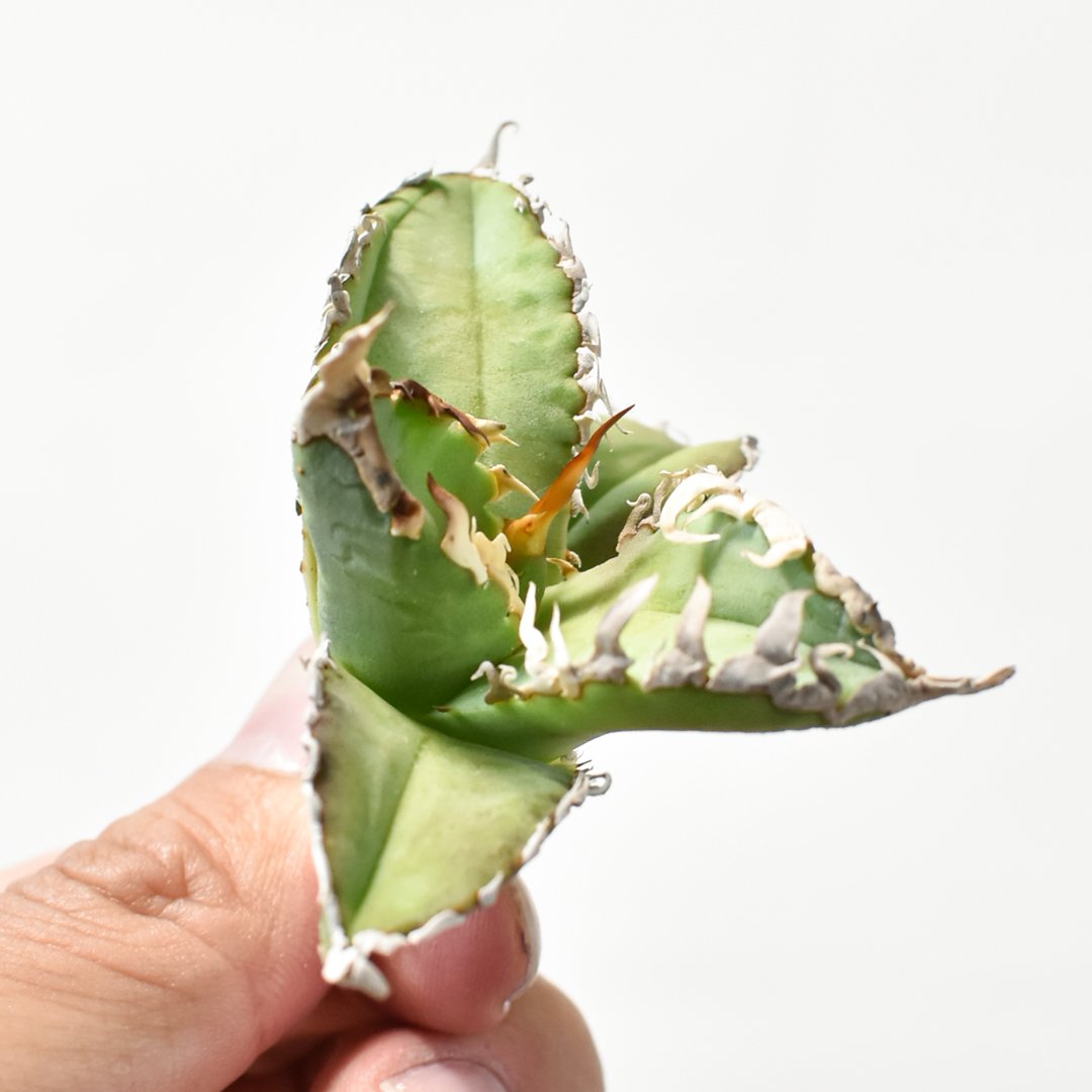 アガベ チタノタ ゴジラ 