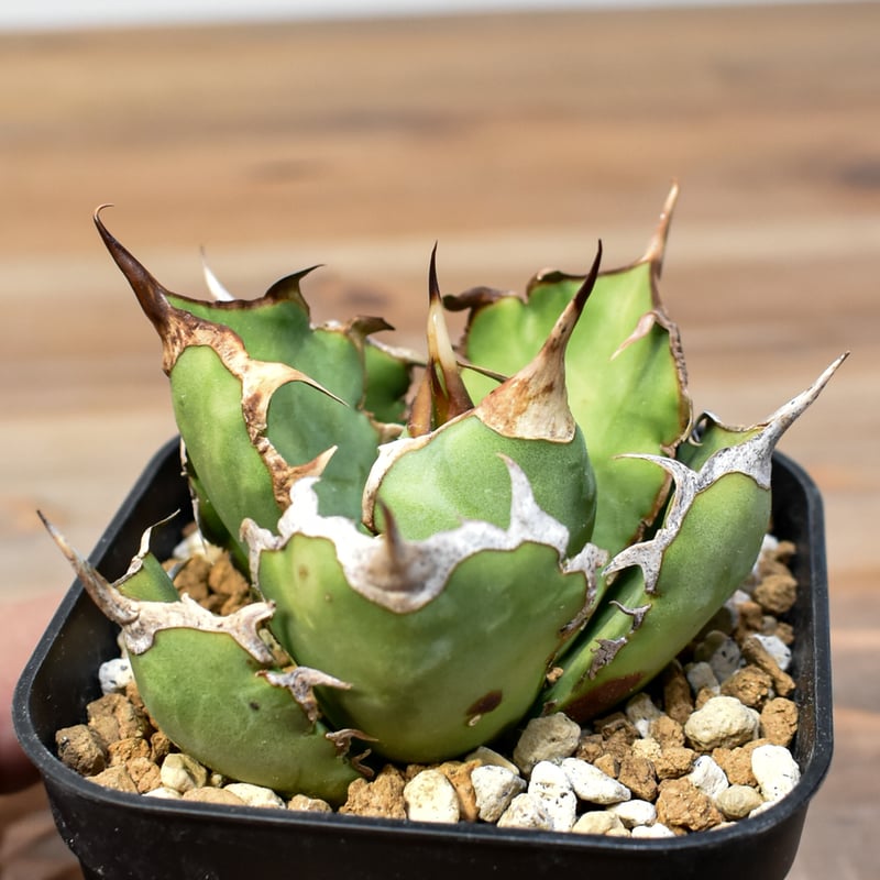 アガベ チタノタ REZA産アングリーハート（中株）※希少 アガベ チタノタ 