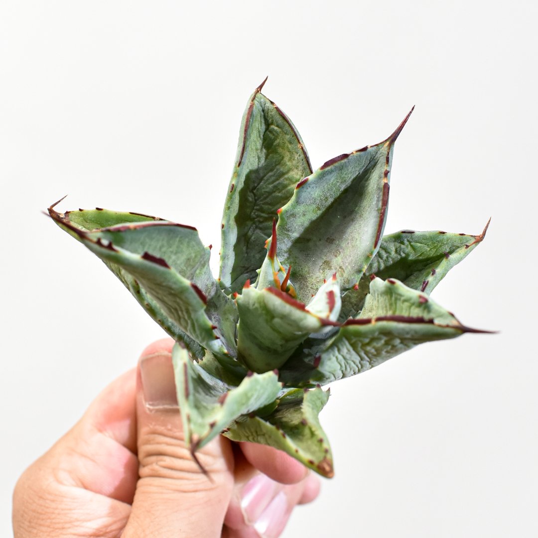 子株出品　特選株　血雨雷神✖️紫ノ君　ハイブリッド 子株出品 特選株 血雨雷神✖️紫ノ君 ハイブリッド 子株出品 紫ノ