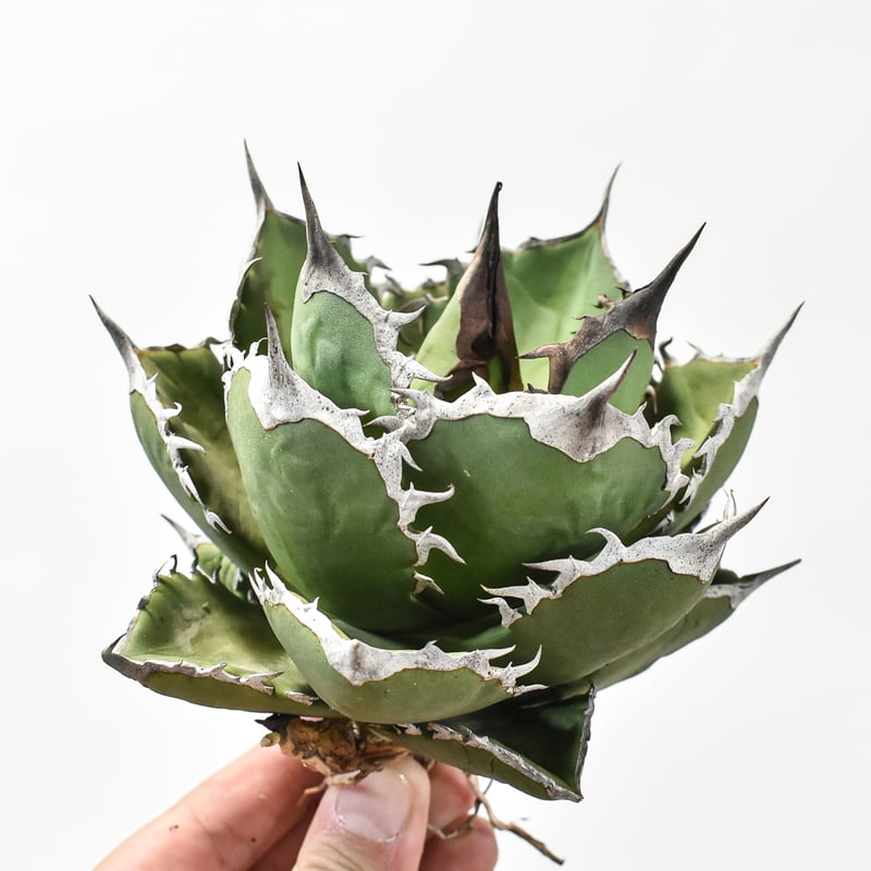 鯊魚劍　シャークソード　Shark Sword アガベ　ドラゴンアガベ アガベ チタノタ 鯊魚劍 / Agave titanota 'Shark Sword' #1