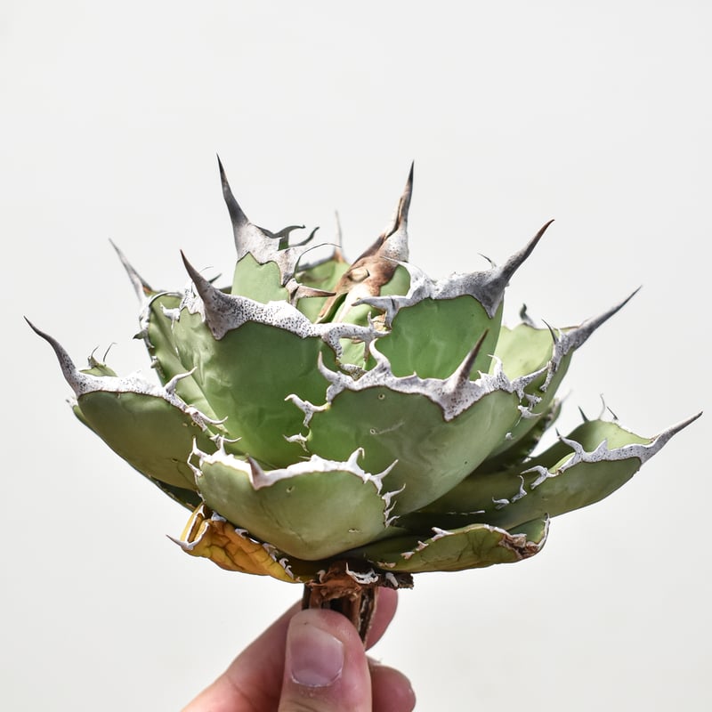 アガベ　チタノタ　巨獣　子株付き アガベ チタノタ 