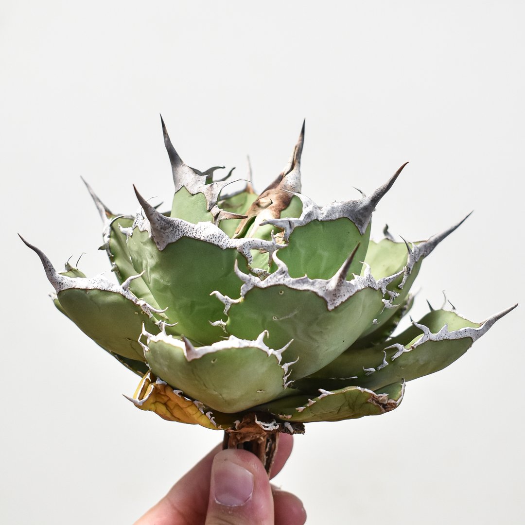 アガベ　チタノタ　巨獣　子株付き アガベ チタノタ 巨獣 【台湾 dragon agave産/抜き苗/中株