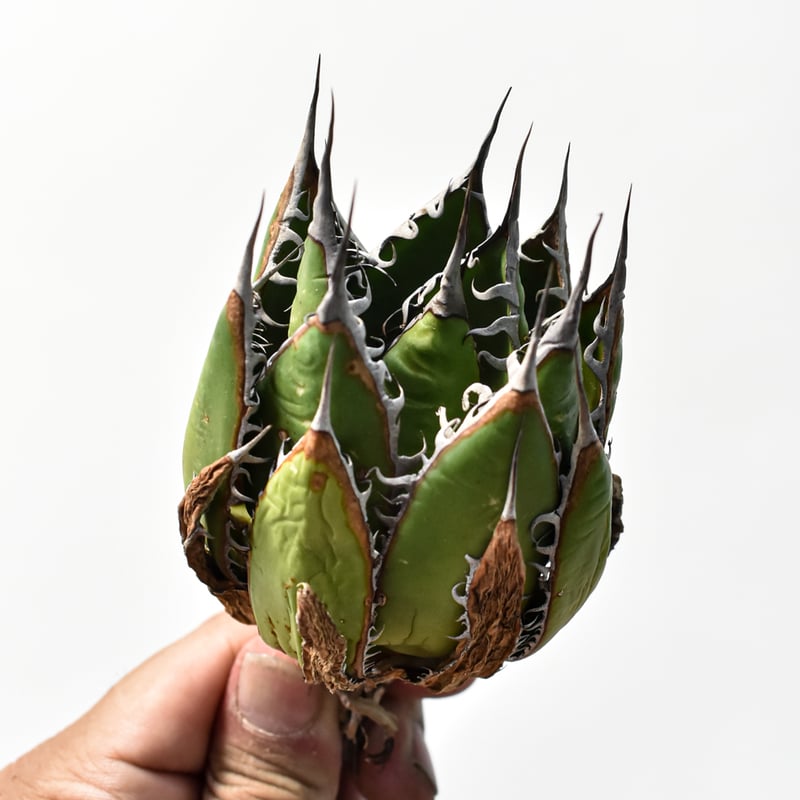 アガベ 精品ホリダ 