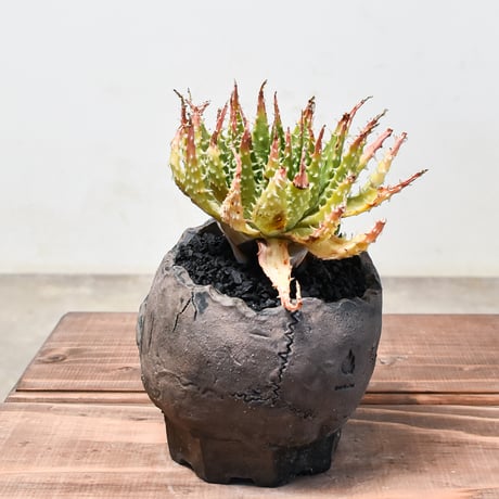 アロエ "白磁盃" with 辰巳又助【植え込み販売】HK2400541